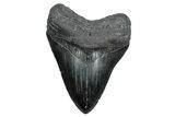 Serrated, Fossil Megalodon Tooth - South Carolina #380128-1